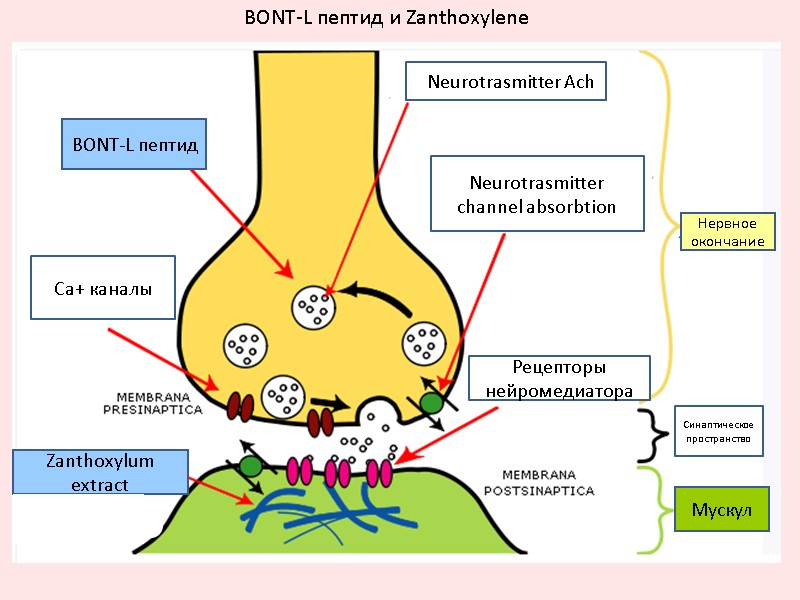 BONT-L пептид nNeurotrasmitter Ach Neurotrasmitter  channel absorbtion Ca+ каналы Zanthoxylum extract Рецепторы нейромедиатора